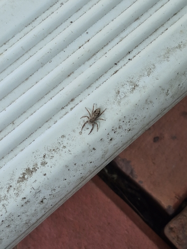 Tan Jumping Spider