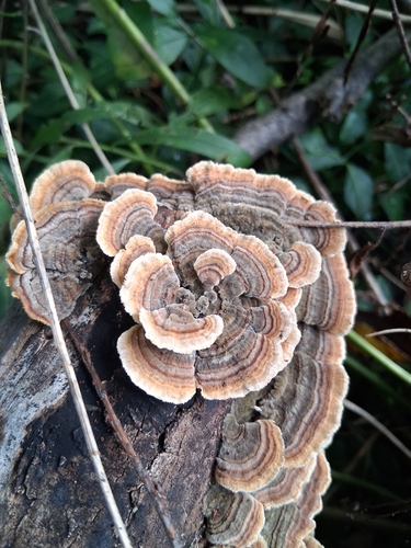 turkey-tail