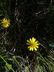 Ranunculus praemorsus