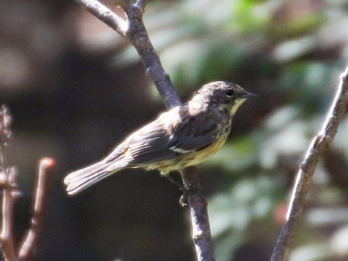 Yellow-rumped Warbler