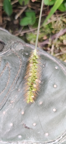 yellow foxtail