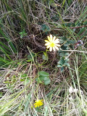 Ranunculus praemorsus