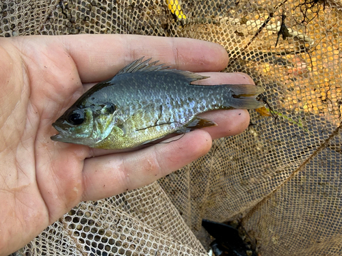 Greengill Sunfish