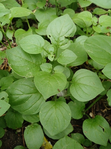 Salpichroa origanifolia, photograph 5
