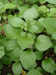 Salpichroa origanifolia, photograph (c) Diego Barboza, some rights reserved (CC BY)