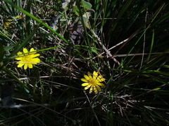 Ranunculus praemorsus
