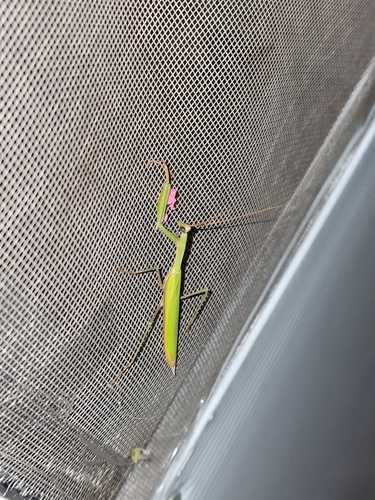European Mantis