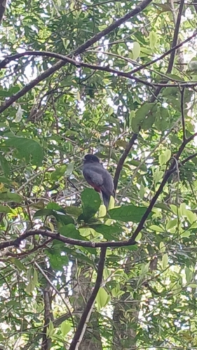 Surucua Trogon