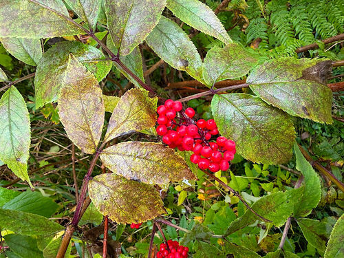 red-berried elder