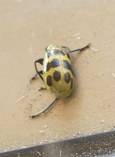 Spotted Cucumber Beetle