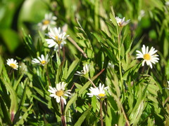 Jaegeria bellidiflora
