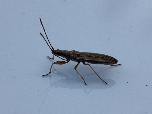 Paromius gracilis