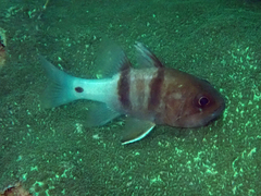 Apogonichthyoides pseudotaeniatus