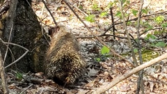 Erethizon dorsatum dorsatum