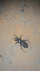 Reduvius personatus