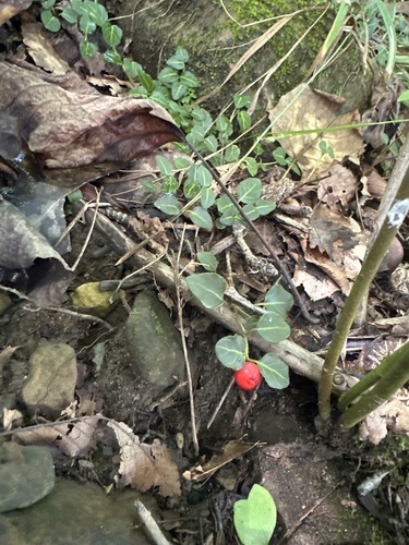 partridgeberry