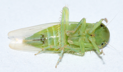 Chlorotettix viridius