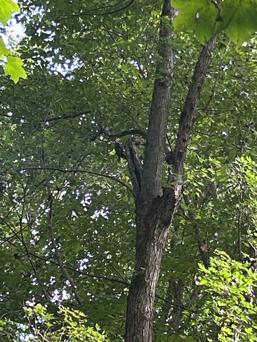Pileated Woodpecker