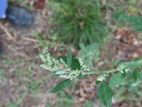 Common Lambsquarters