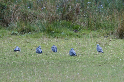 Stock Dove