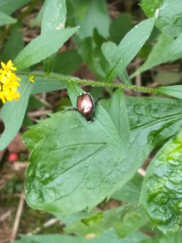 Japanese Beetle