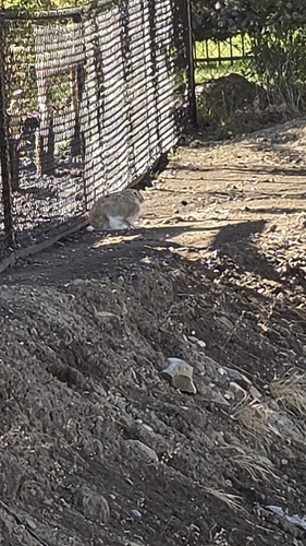 White-tailed Jackrabbit
