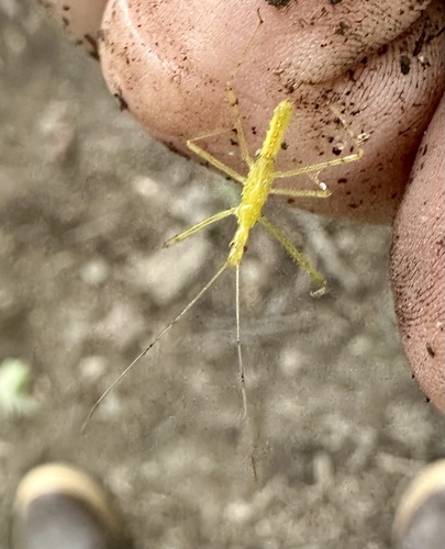 Pale Green Assassin Bug