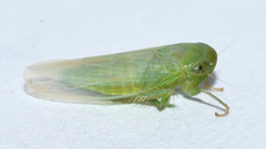 Chlorotettix viridius