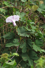 Ipomoea bonariensis