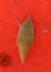 Xerophloea