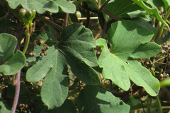 Ipomoea bonariensis