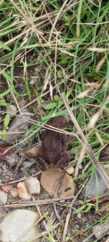 European Toad