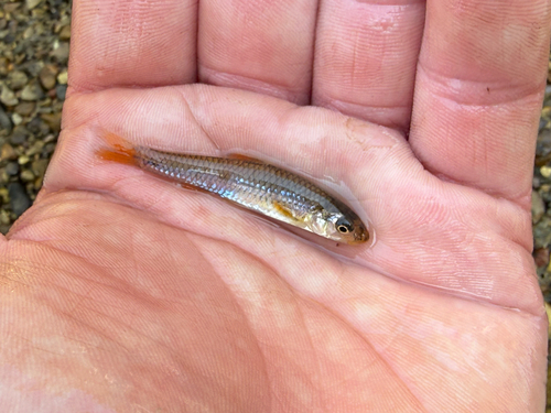 Orangefin Shiner