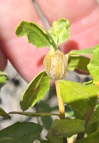 Coyote Brush Stem Gall Moth seen in Sonoma Valley