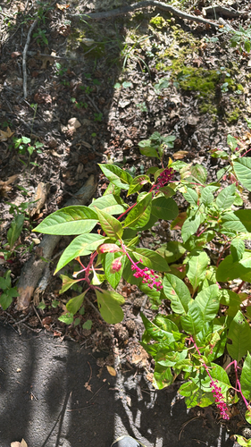 American pokeweed