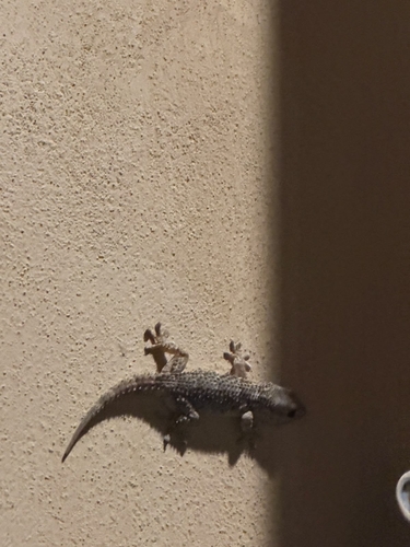Moorish Gecko