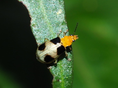 Paridea taiwana