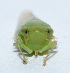 Chlorotettix viridius