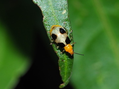 Paridea taiwana
