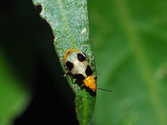 Paridea taiwana