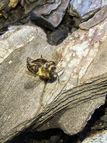 Western Honey Bee