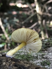 Pluteus hubregtseorum