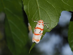 Cyana subalba