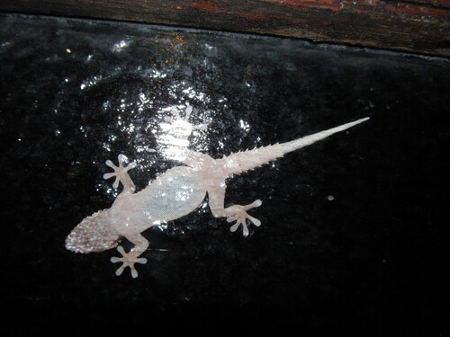 Tarentola mauritanica mauritanica