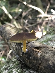 Pluteus hubregtseorum