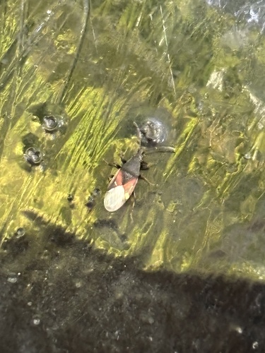 Lime seed bug
