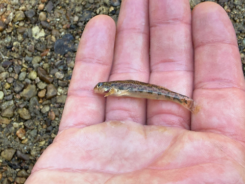 Tombigbee Darter