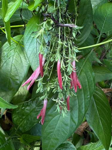 Dianthera secunda, photograph 2