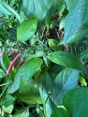 Dianthera secunda
