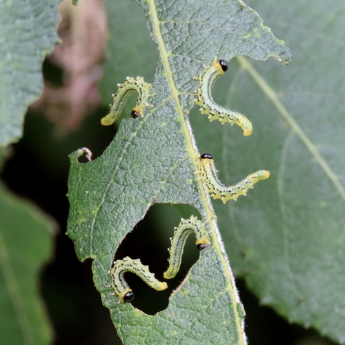 Lesser Willow Sawfly